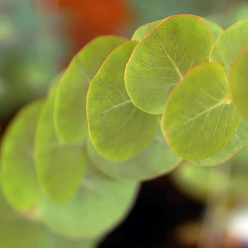 Eucalyptus (Silver Dollar)